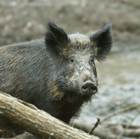 Editors' Blog: PETA acting "boar"-ish Editors' Blog: PETA acting "boar"-ish
